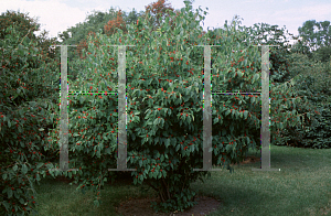 Picture of Lonicera chrysantha var. latifolia 