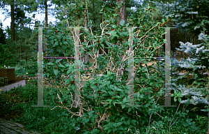 Picture of Lonicera involucrata 