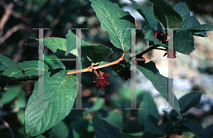 Picture of Lonicera involucrata 