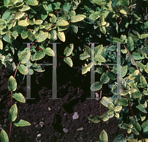 Picture of Lonicera japonica 'Aureo-reticulata'