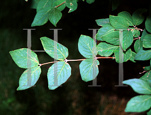 Picture of Lonicera praeflorens 