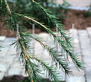 Picture of Larix x marschlinsii 'Vaired Direction'