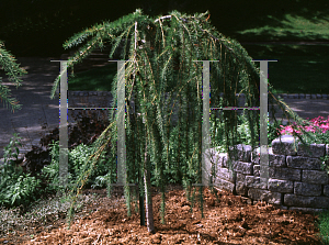 Picture of Larix x marschlinsii 'Vaired Direction'