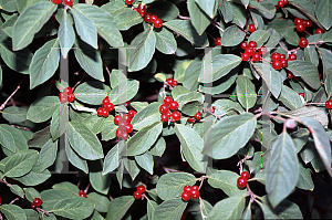 Picture of Lonicera koehneana 