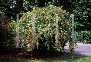 Picture of Lonicera chrysantha var. longipes 