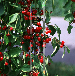 Picture of Lonicera chrysantha var. longipes 