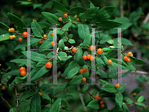 Picture of Lonicera x salicifolia 