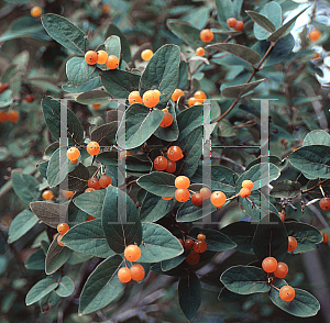 Picture of Lonicera myrtilloides 