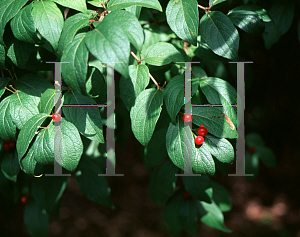 Picture of Lonicera gynochlamydea 