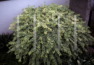 Picture of Myrtus communis 'Variegata'