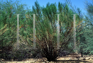 Picture of Baccharis sarothroides 