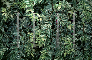 Picture of Myrtus communis 'Variegata'