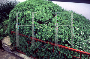 Picture of Myrtus communis 