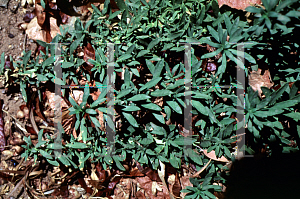 Picture of Myoporum parvifolium 