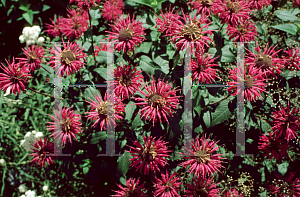 Picture of Monarda  'Donnerwolke'