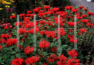 Picture of Monarda didyma 'Gardenview Scarlet'