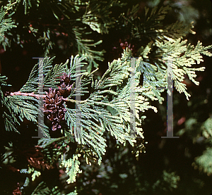 Picture of Thuja occidentalis 'Pulcherrima'