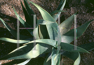 Picture of Aloe buhri '~Species'