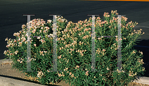 Picture of Nerium oleander 'Petite Pink'