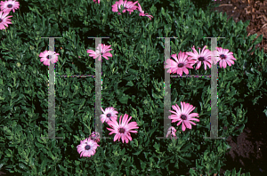 Picture of Osteospermum  'Polar Star'