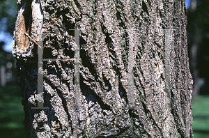 Picture of Populus x canadensis 'Siouxland'