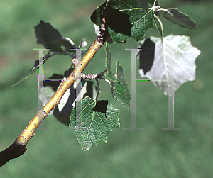 Picture of Populus alba 'Nivea'