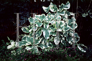 Picture of Pisonia umbellifera 'Variegata'