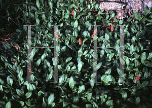 Picture of Polygonum japonicum 