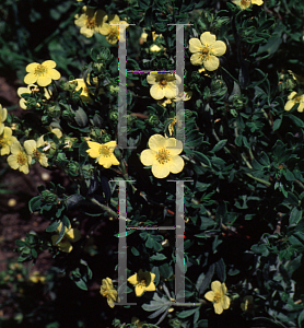 Picture of Potentilla fruticosa 'Manelys'