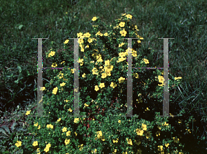 Picture of Potentilla fruticosa 'Parvifolia'