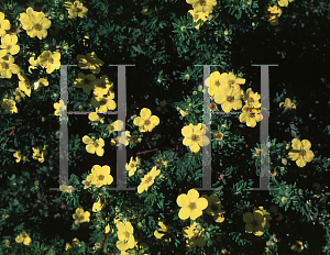 Picture of Potentilla fruticosa 'Parvifolia'