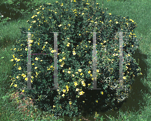 Picture of Potentilla fruticosa 'Manelys'