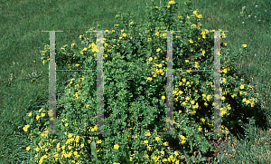 Picture of Potentilla fruticosa 'Sutter's Gold'