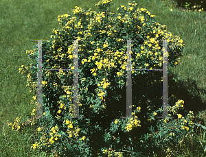 Picture of Potentilla fruticosa 