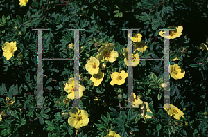 Picture of Potentilla pulcherrimon var. subpinnata 