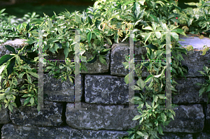 Picture of Parthenocissus quinquefolia 'Star Showers'