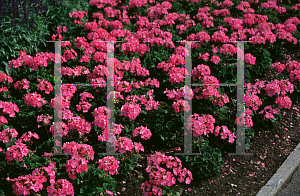 Picture of Pelargonium x hortorum 'Orbit Hot Pink'