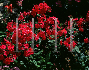 Picture of Phlox paniculata 'Tenor'