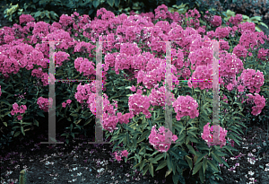 Picture of Phlox paniculata 