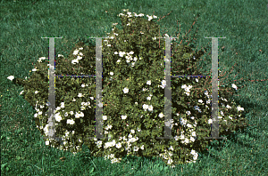 Picture of Potentilla fruticosa 'Abbottswood'