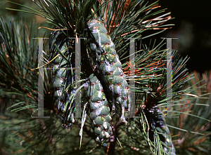 Picture of Pinus peuce 