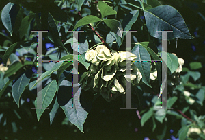 Picture of Ptelea trifoliata 