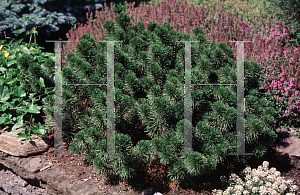 Picture of Pinus mugo 'Valley Cushion'