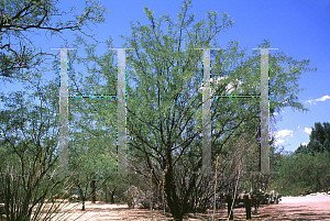 Picture of Prosopis alba 