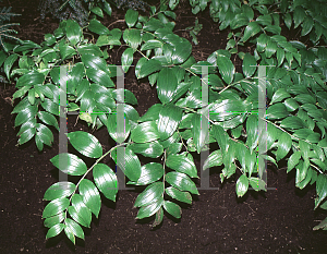 Picture of Polygonatum odoratum 