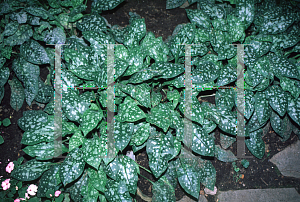 Picture of Pulmonaria officinalis 'Sissinghurst White'