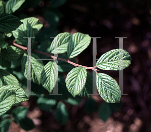 Picture of Prunus tomentosa 