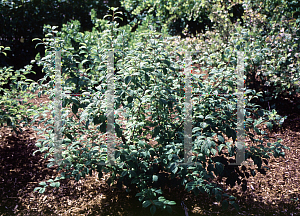 Picture of Prunus tomentosa 