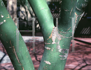 Picture of Parkinsonia aculeata x microp 'Desert Museum'