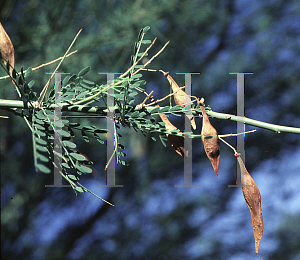 Picture of Parkinsonia aculeata x microp 'Desert Museum'